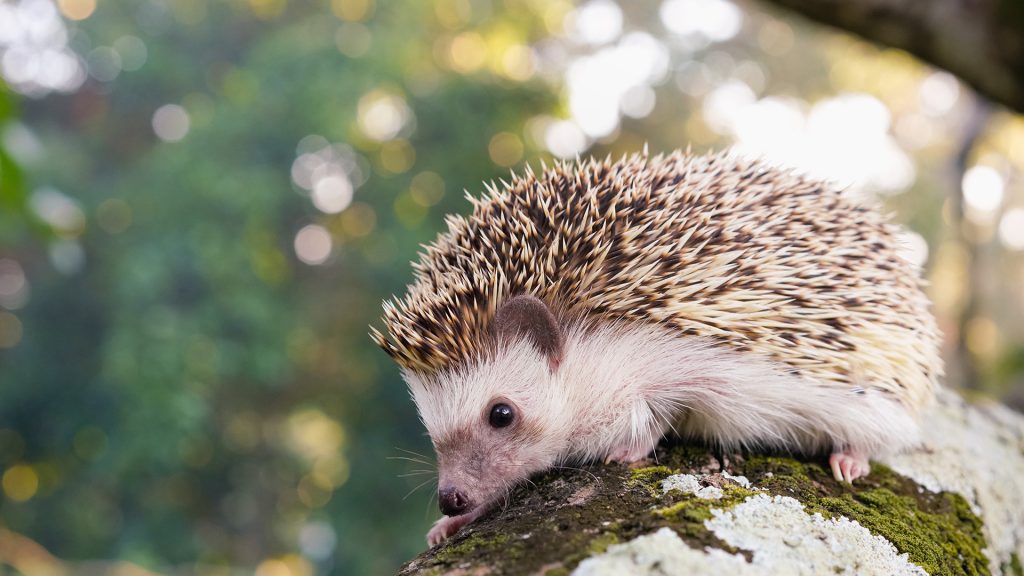 A hedgehog perched on a green branch, Rayong, Thailand