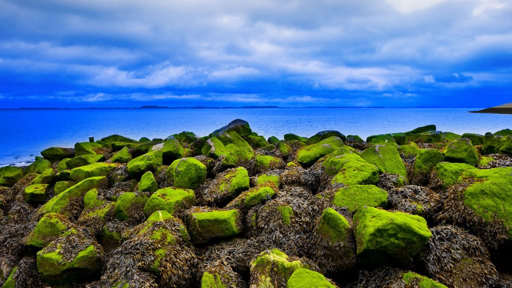 Green algae on the North Sea coast in spring, Zealand, Netherlands