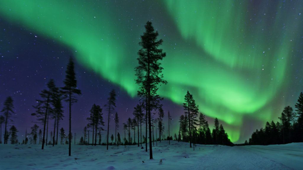 The Aurora Borealis in a clearing in a Swedish coniferous forest, Kiruna, Sweden