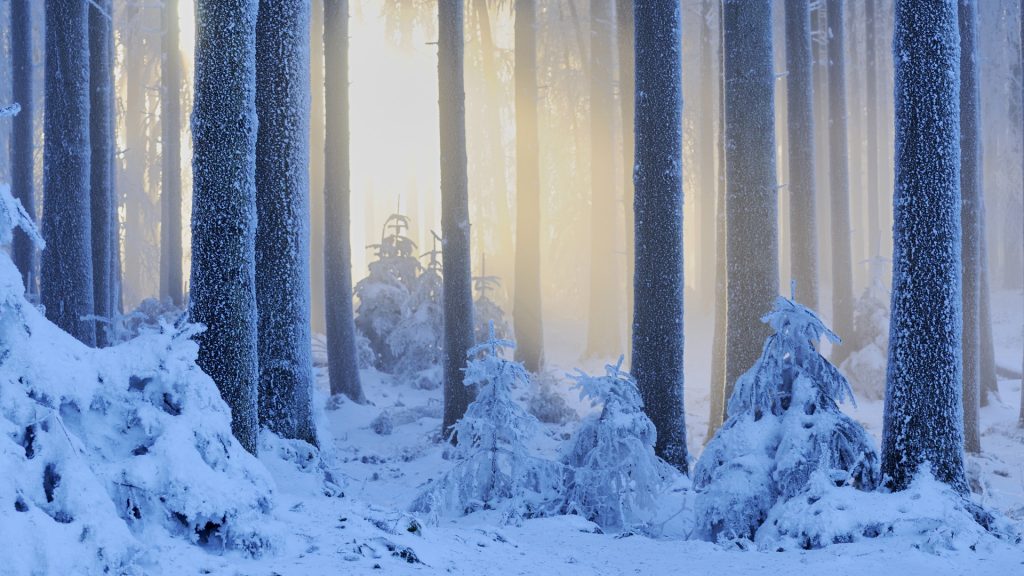 Thick snow-covered winter forest, Horben, Aargau, Switzerland