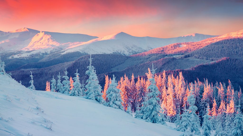 Fir trees covered fresh snow at frosty morning glowing first sunlight, Carpathian mountains