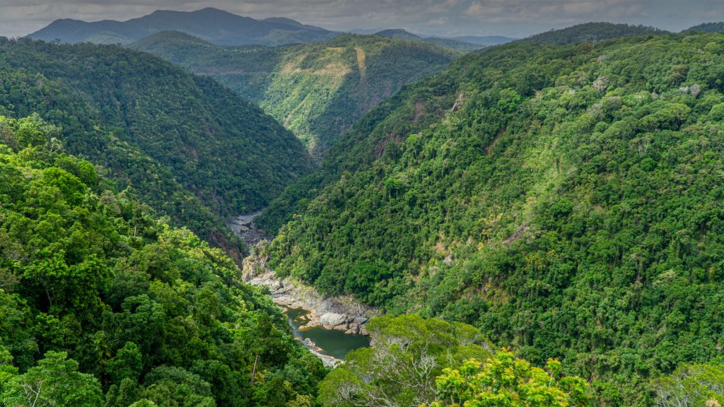 The Australian rainforest in the north of Australia near Cairns with green mountains