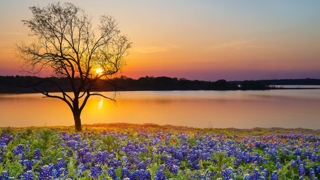 Blooming bluebonnet wildflower field and lonely tree in spring by lake at sunset, Texas, USA