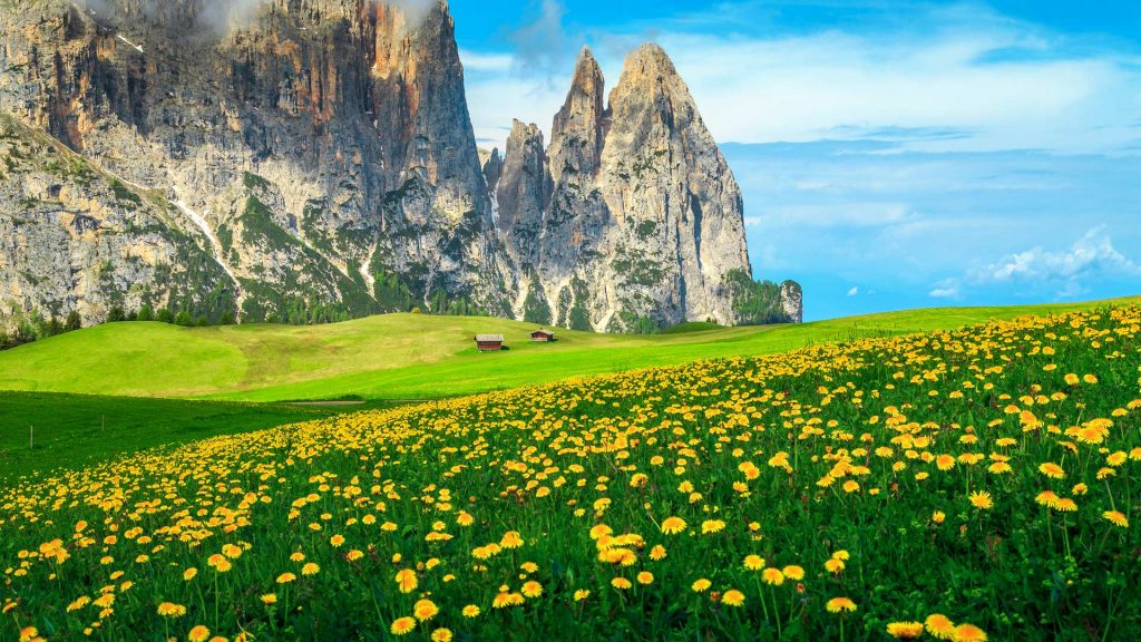 Alpe di Siusi resort with dandelions, Dolomites, Trentino Alto Adige, South Tyrol, Italy