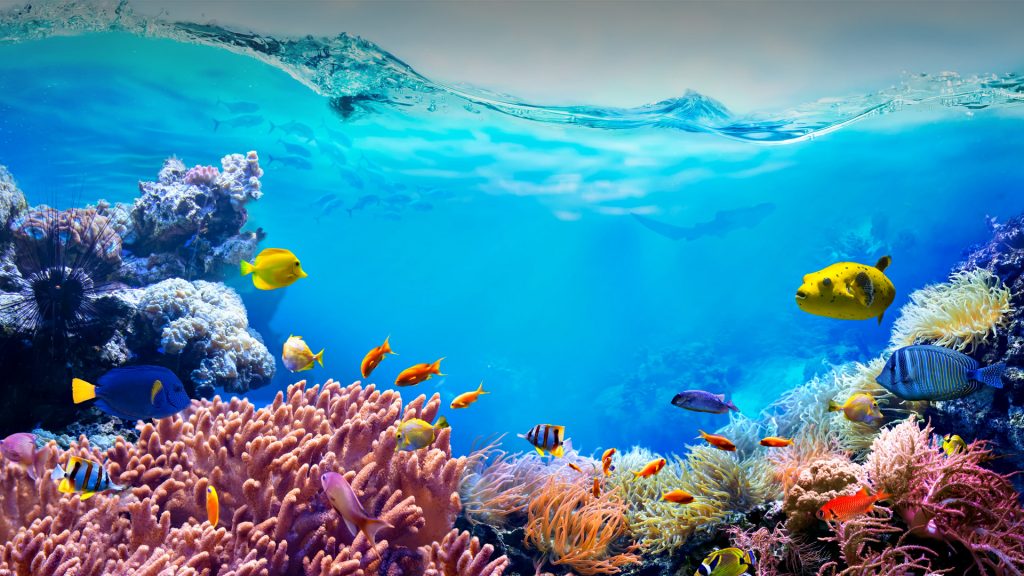 Colorful tropical fish in coastal waters, life in a coral reef, animals of the underwater sea