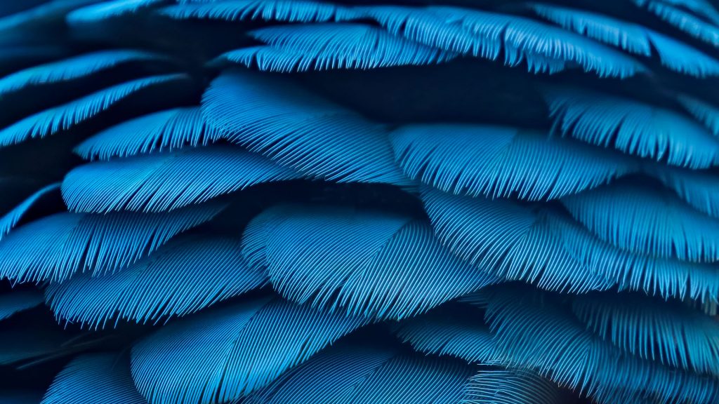 Macro image of teal and yellow macaw feathers, USA