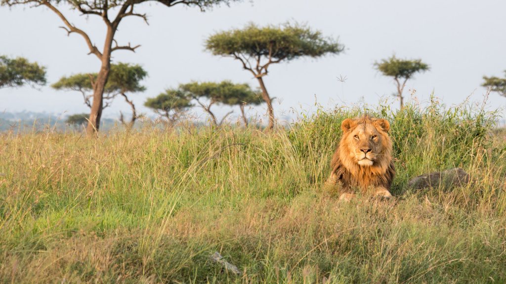Lonely male lion lying on a hill in the first morning light, Masai Mara National Park, Kenia