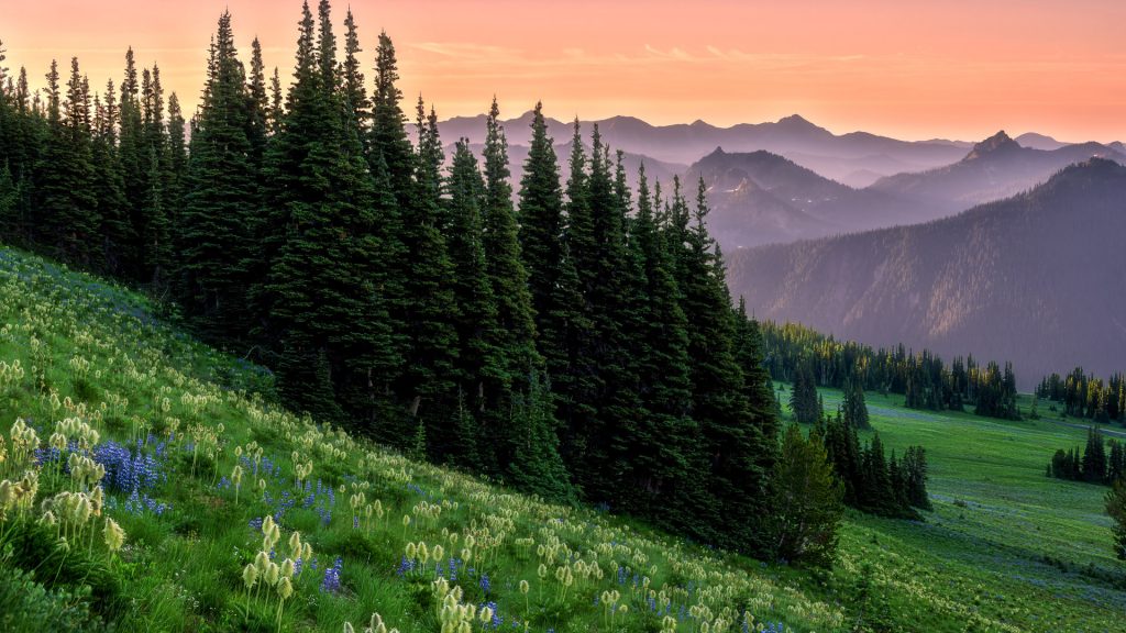Scenic view of pine trees against sky, Mount Rainier National Park, Washington, USA
