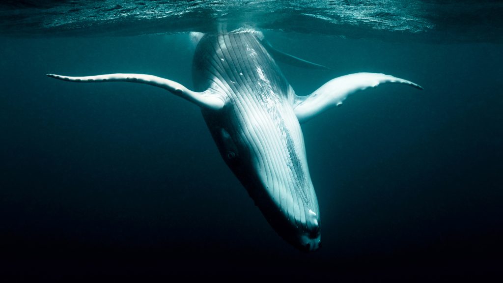 Angelic - humpback whale calf captured in the incredible Kingdom of Tonga