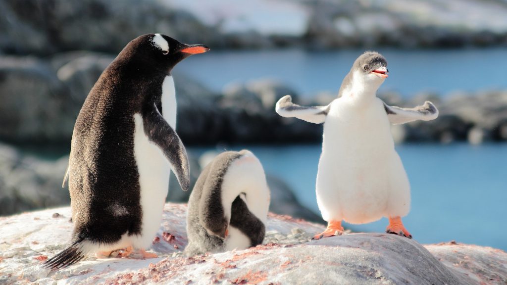 Strongest gentoo penguin, funny baby chick with mom, Antarctica