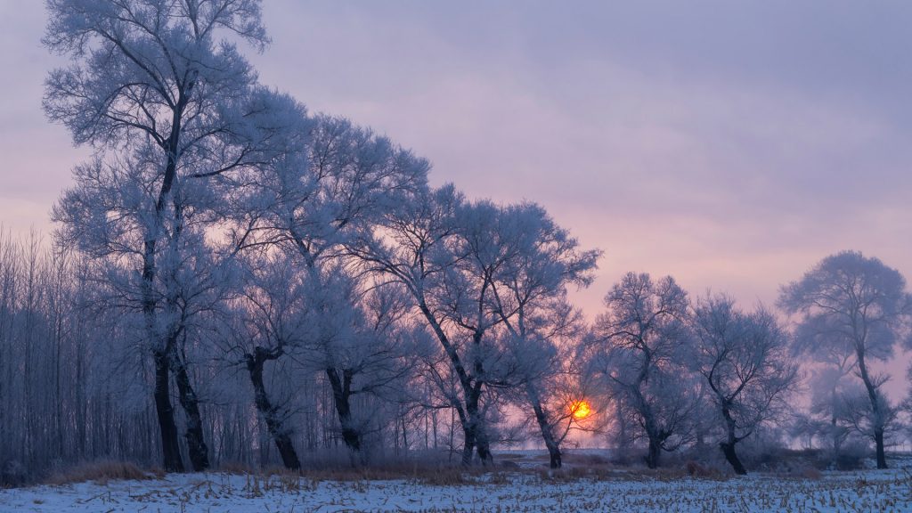 Scenery of trees covered in rime in northeast China during winter