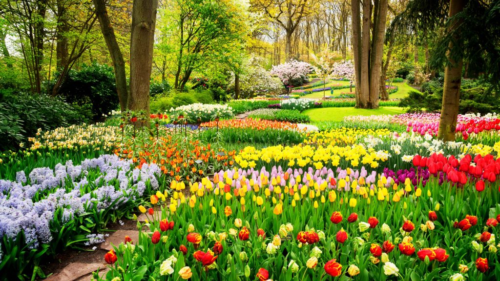 Tulips flowerbeds and path in an spring formal garden, Keukenhof, Lisse, Netherlands