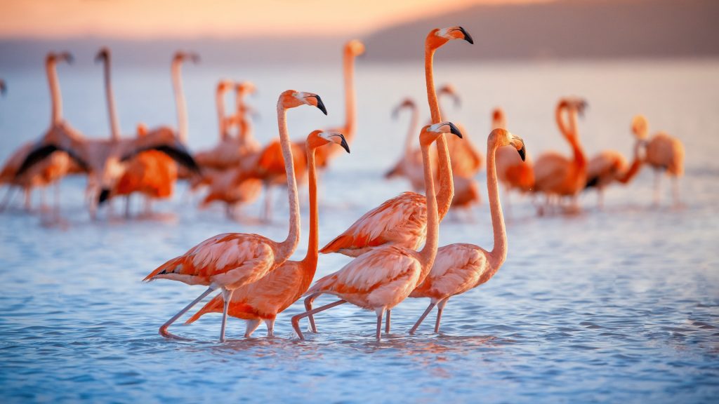 Pink flamingos in Celestún, Yucatán, Mexico