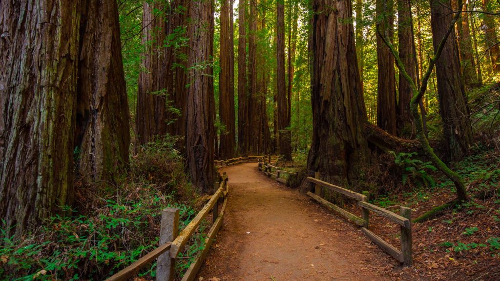 Wild forest in Muir Woods National Monument, San Francisco, California, USA