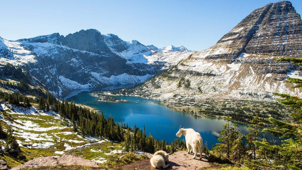 Goats on an overlook above a lake in the mountains, Glacier National Park, Montana, USA