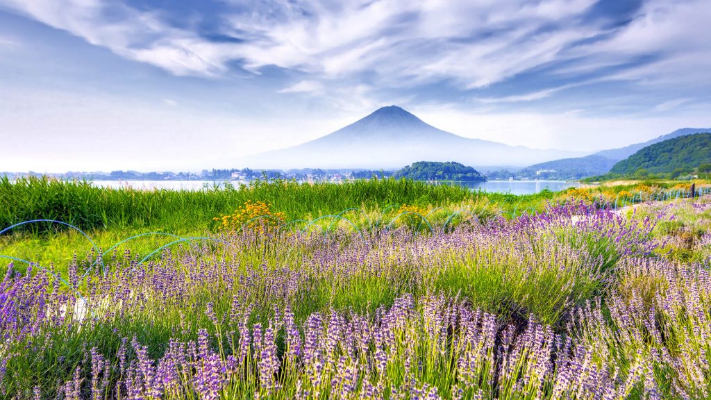 Mount Fuji and lavender field at Oishi Park at Kawaguchiko Lake, Yamanashi, Japan