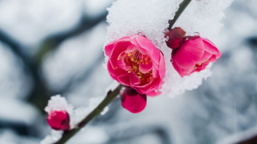 Japanese plum blossoms in the snow