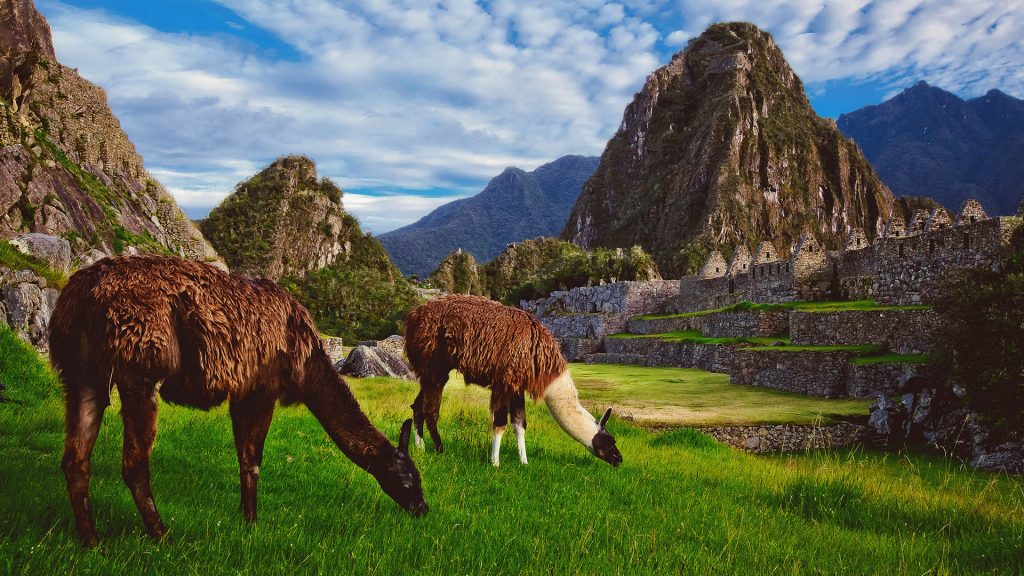 Two llamas eat grass in the Inca citadel of Machu Picchu, Peru