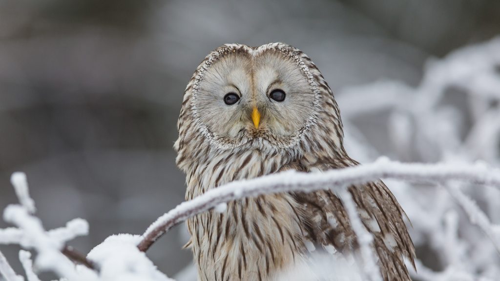 Winter scenery with ural owl (Strix uralensis)