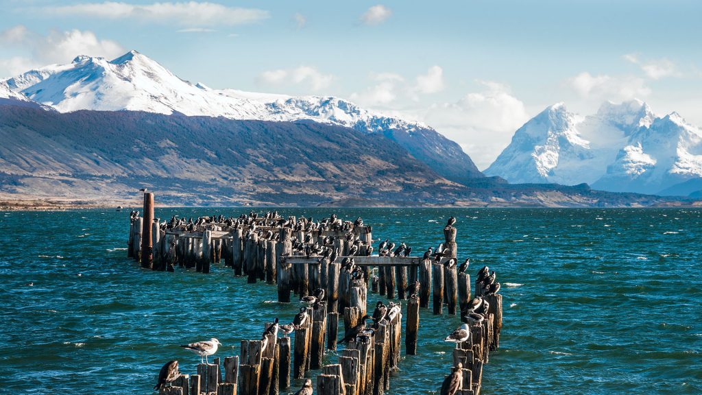 King Cormorant colony, Old Dock, Puerto Natales, Antarctic Patagonia, Chile