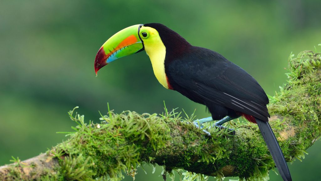 Keel-Billed Toucan (Ramphastos sulfuratus) sitting on the branch in the nature, Costa Rica