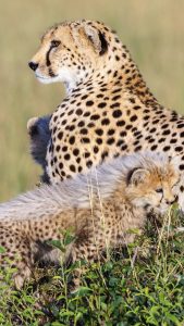 Cheetah cubs with their mother on the African savannah, Kenya | Windows ...