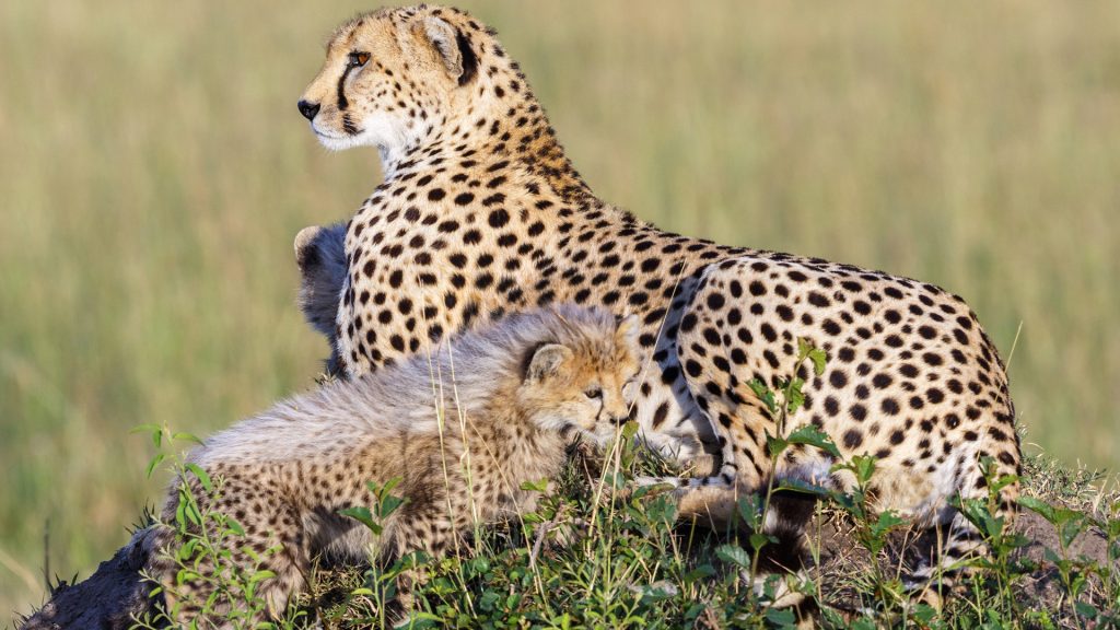 Cheetah cubs with their mother on the African savannah, Kenya