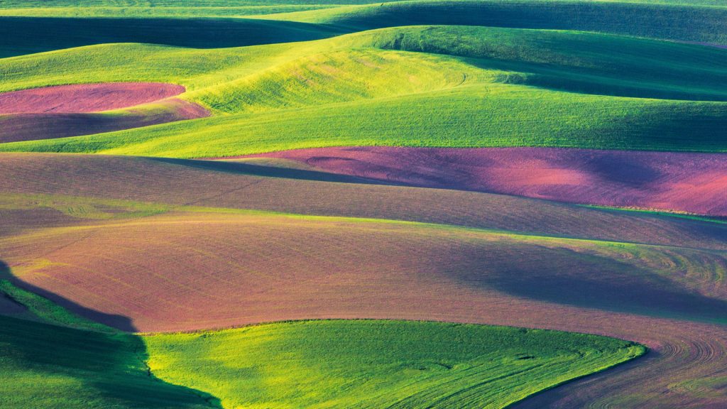 Spring rolling hills of wheat and fallow fields, Palouse Country, Washington State, USA