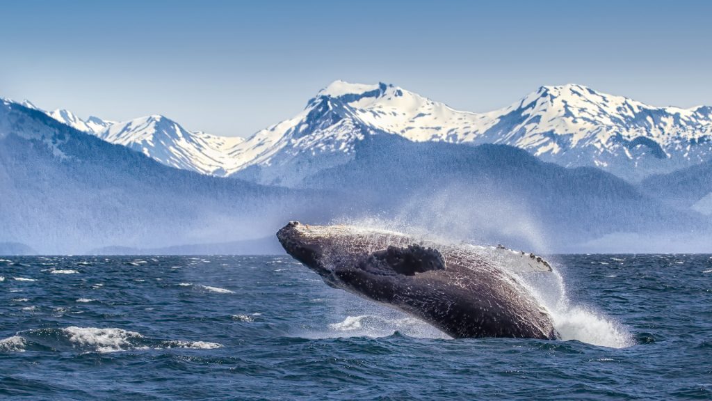 Breaching humpback whale against snow capped mountains, Glacier Bay, Alaska, USA