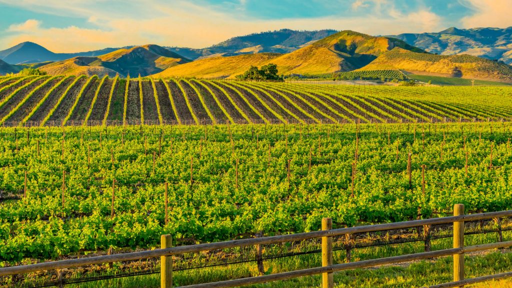 Spring vineyard in the Santa Ynez Valley, Santa Barbara, California, USA