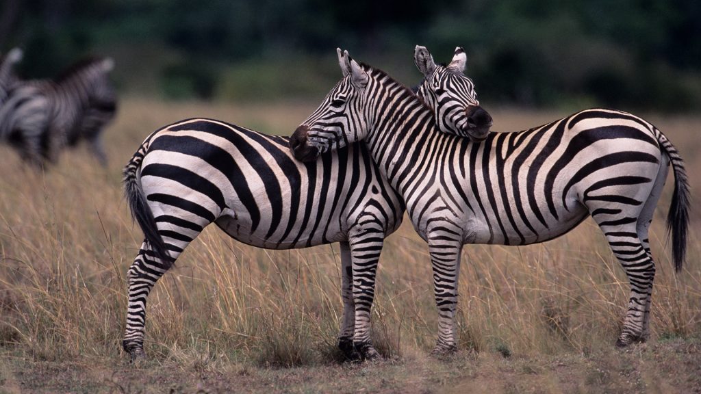 Two Plains Zebras (Equus Quagga) face to face, Maasai Mara National Reserve, Kenya