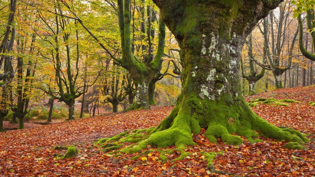 Falling leaves colors the autumn, Otzarreta beech forest, Gorbea Natural Park, Bizkaia, Spain
