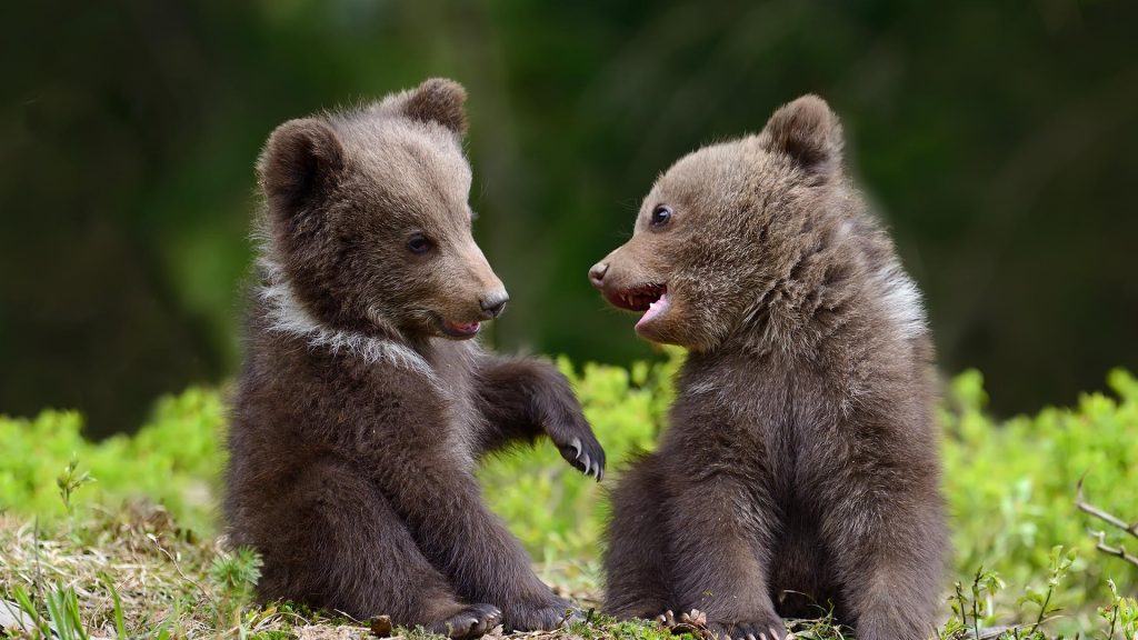Wild brown bear cubs close-up, Finland