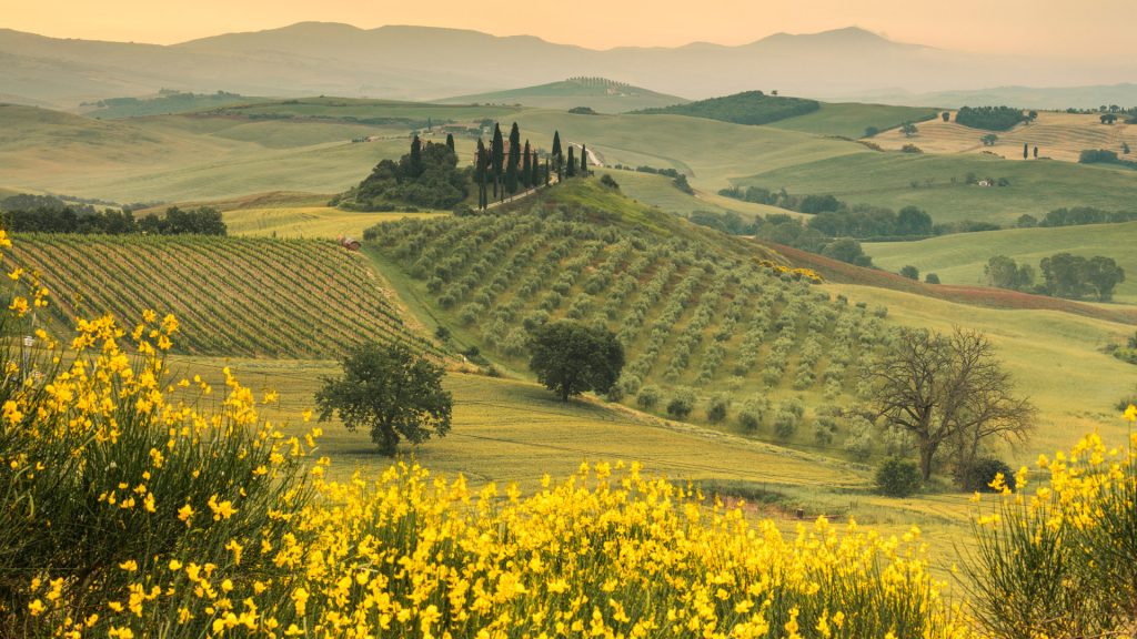 Yellow flowers frame the gentle green hills of Val d'Orcia at dawn, Siena, Tuscany, Italy