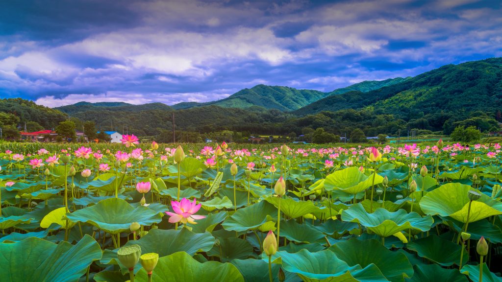 Lotus garden Agricultural Corporation, UImiyeonggot village, Pocheon, South Korea