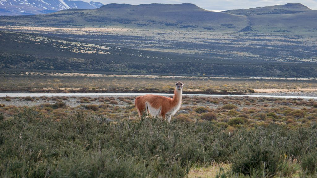 Guanaco wildlife and nature at Torres del Paine National Park, Patagonia, Chile