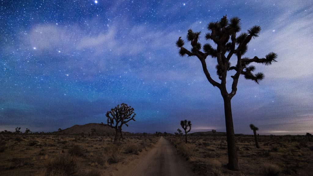 Desert road and Joshua trees at night, 29 Palms, California, USA