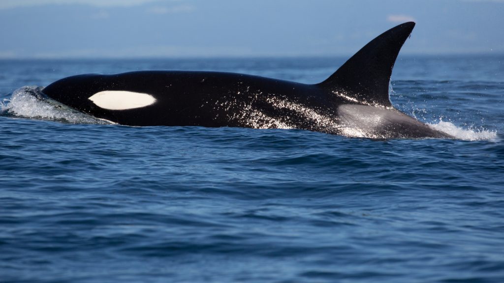 Killer Whale - Orcinus Orca