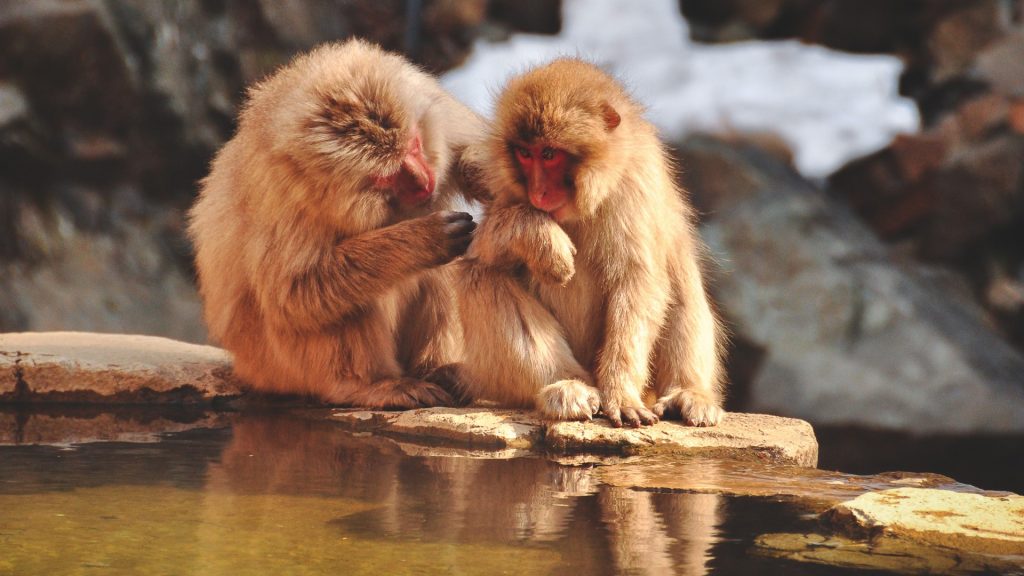 Monkeys at a pond, Japan