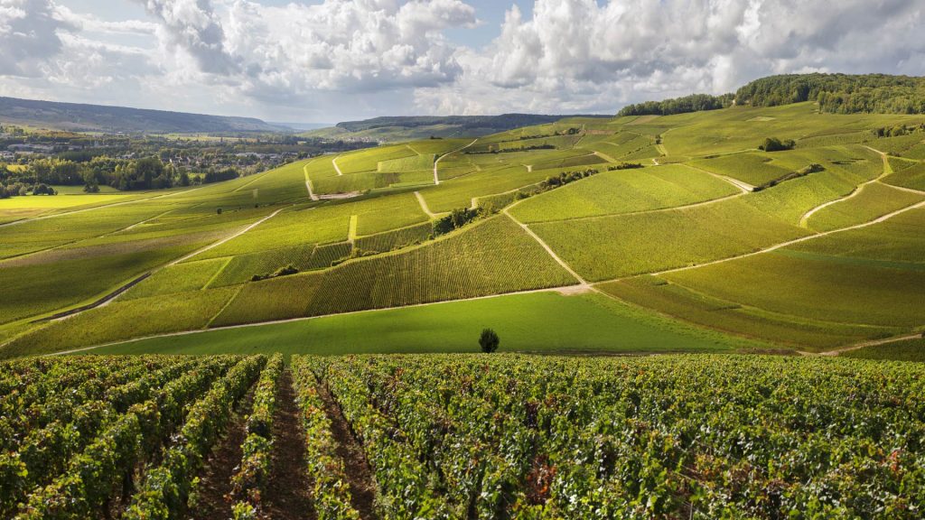 Vineyards with epic lighting, Burgundy, Bordeaux, Champagne Region, France
