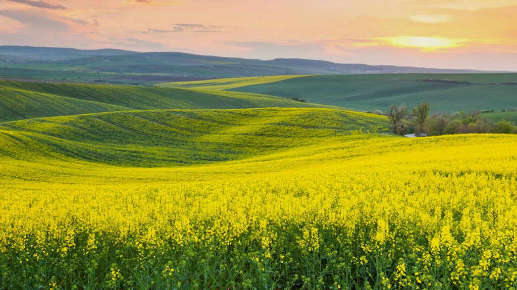 Spring fresh landscape of colorful fields with sunrise sky and beautiful hills valley