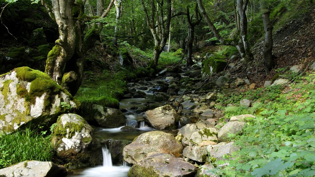 Stream in a forest of the Sierra de la Demanda, Castile and León, La Rioja, Spain