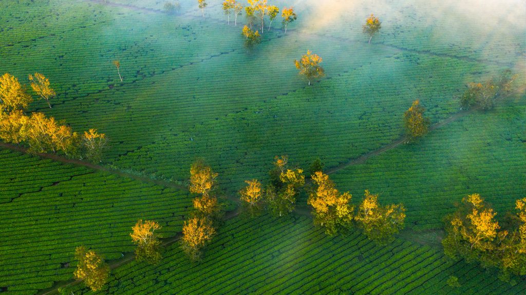 Aerial view of tea garden in the misty morning, Gia Lai province, Vietnam