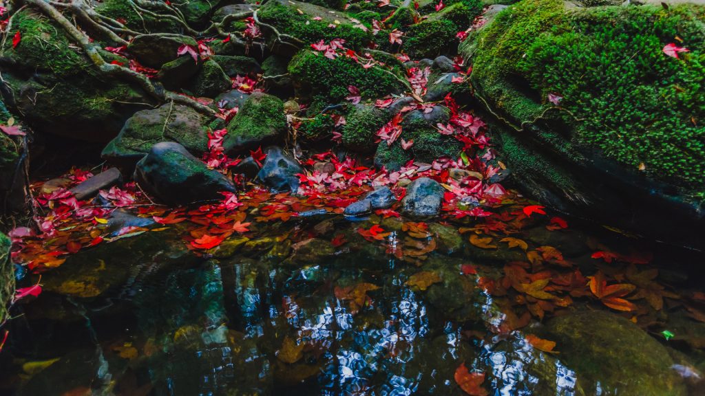 Fallen maple leaves at Phu Kradueng National Park, Thailand