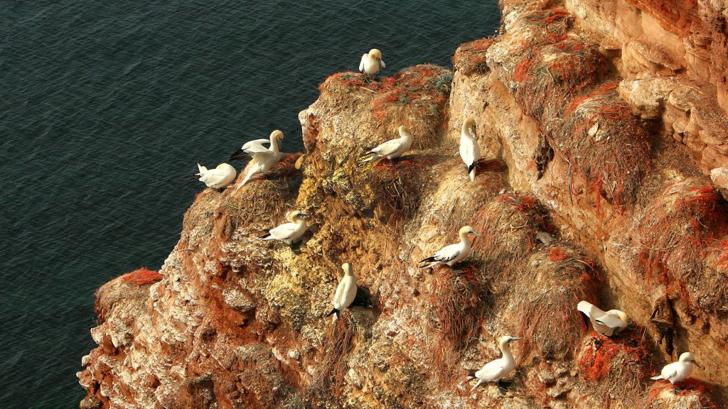 Northern gannet (Morus bassanus) flock on a cliff, Heligoland, Schleswig-Holstein, Germany