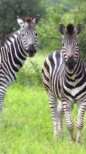 Burchells Zebras, Kruger National Park, Mpumalanga, South Africa 