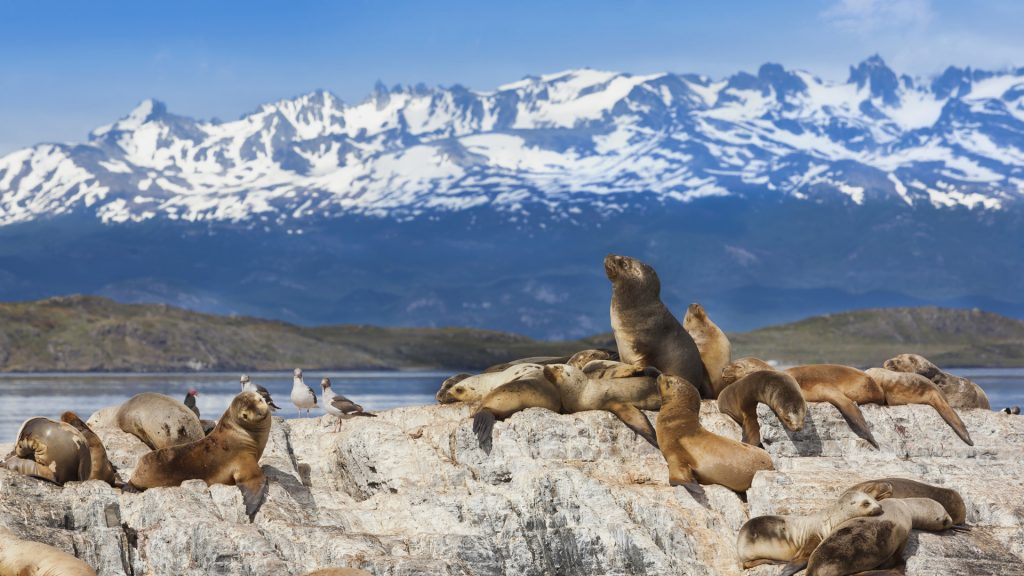 Sea lions on island at Beagle Channel, Ushuaia, Tierra del Fuego, Patagonia, Argentina