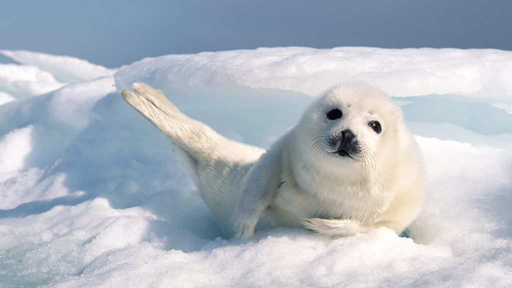 Harp seal pup resting on a bed of ice, Magdalen Islands, Quebec, Canada