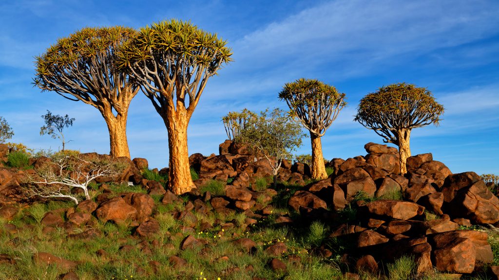 Quiver Tree Forest on the Gariganus farm with dolerite rocks, Keetmanshoop, Karas, Namibia