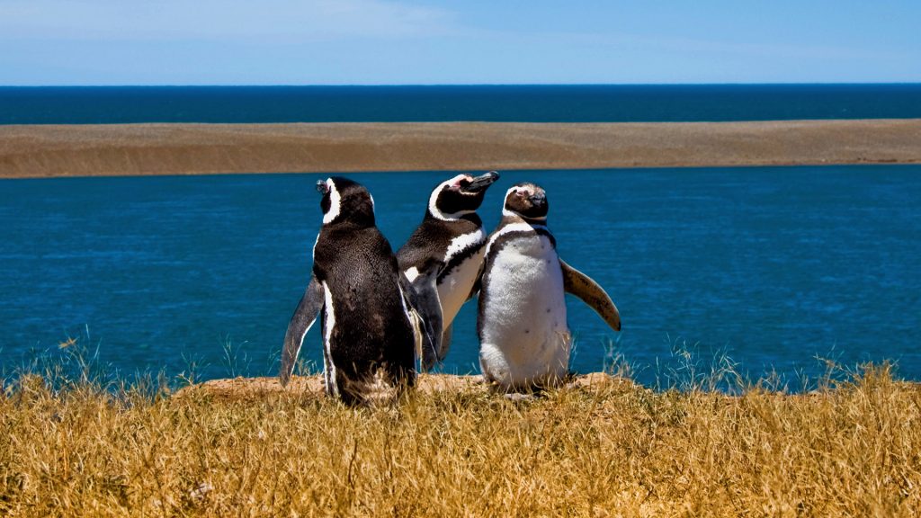 Magellanic penguins in Valdés Peninsula, Biedma Department, Chubut Province, Argentina